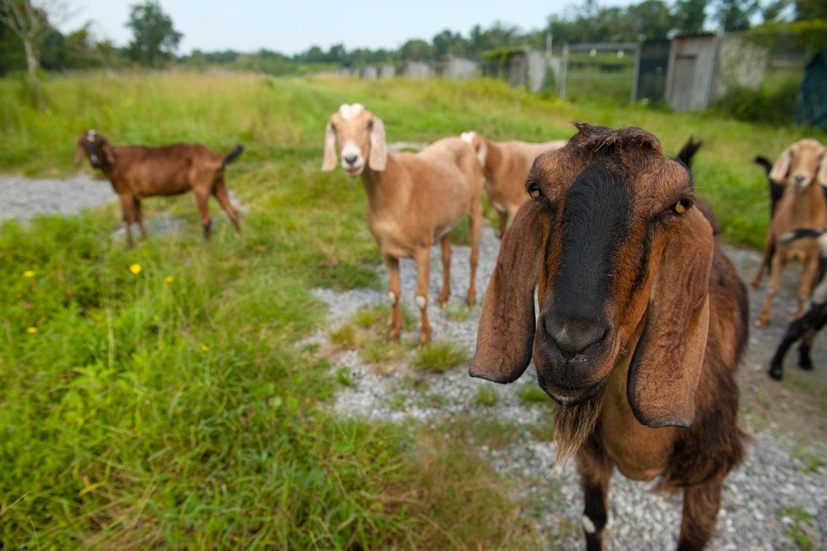 Geiten zijn intelligente sociale dieren Uit nieuw onderzoek blijkt dat ze onderscheid kunnen maken tussen tevreden en ontevreden gemekker van soortgenoten