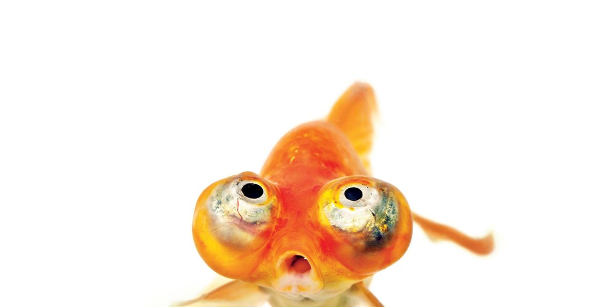 Er bestaan talloze variteiten van de goudvis Carassius auratus Dit is een hemelkijker die grote omhoog gerichte ogen heeft