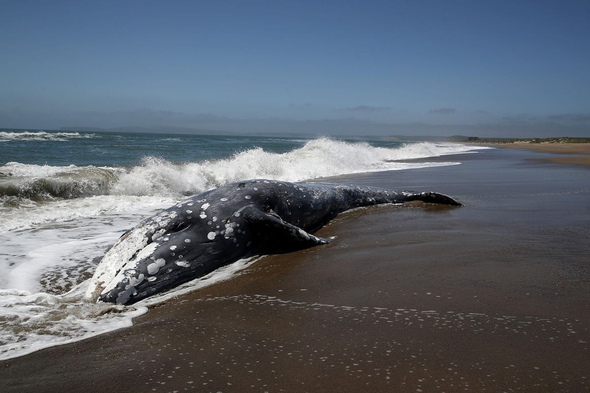 Een aangespoelde walvis in Point Reyes Station in Californi Uit nieuw onderzoek blijkt dat de dieren mogelijk tijdelijk gedesorinteerd raken tijdens zonnestormen