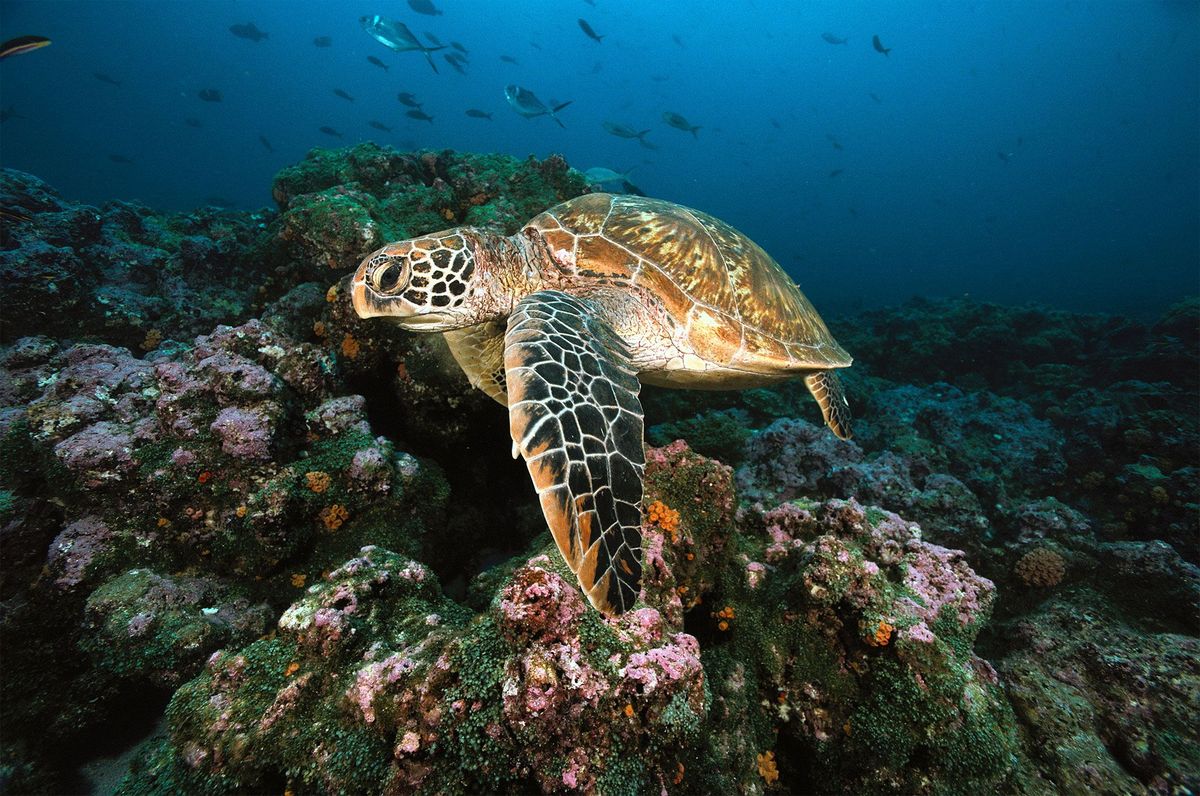 Meer onderzoek is nodig om inzicht te krijgen in de verschuivende verhouding tussen de seksen bij soepschildpadden in andere delen van de wereld dan het Great Barrier Reef  bijvoorbeeld op de Galpagoseilanden waar deze schildpad werd gefotografeerd