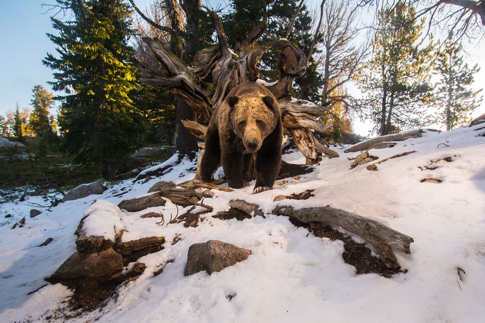Een met een remote camera gemaakte opname van een grizzlybeer die in het Greater Yellowstone Ecosystem in de Amerikaanse staat Wyoming op zoek is naar dennenappels
