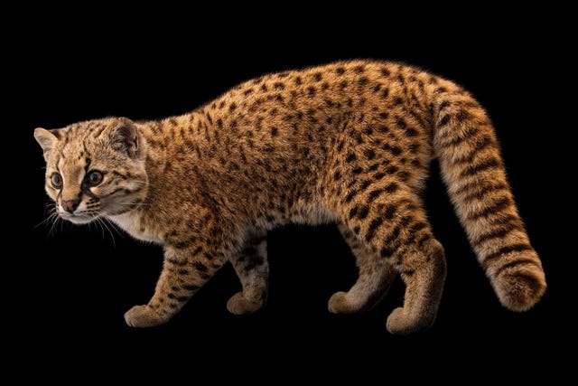Pikumche iseen mannelijke noordelijke gia die werd opgenomen als wees en door mensen opgevoed Hij was heel lieftijdens zijn fotoshoot zegt fotograaf Joel Sartore