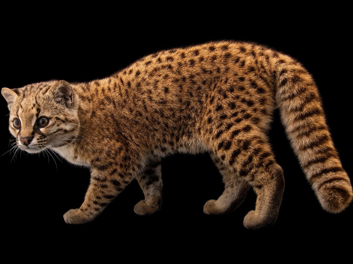 Maak kennis met de güiña 'mysterieuze kat' die kwetsbaar is uitsterving