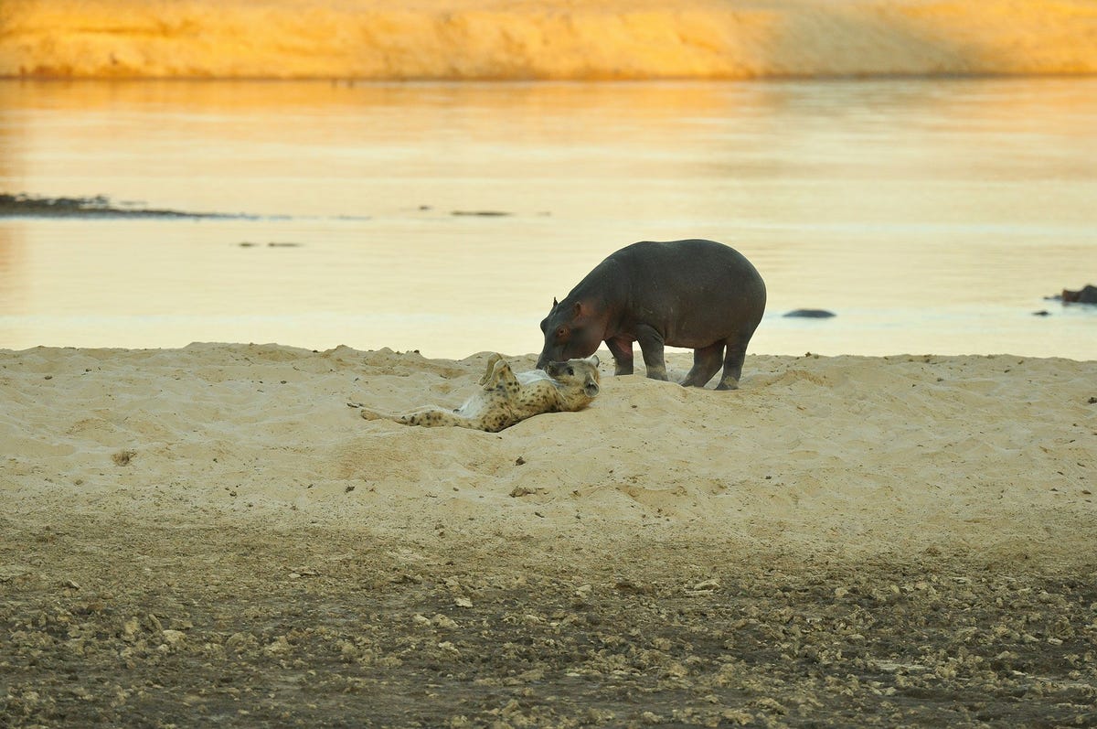 Afgelopen juli liet een gevlekte hyena zich op zn rug rollen naast een nijlpaard dat uit de rivier de Luangwa was opgedoken