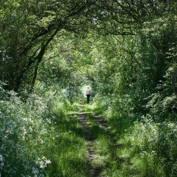 https://i.natgeofe.com/n/84ee7ffd-c5dc-4fbb-9046-d07199d71edc/01-holloway.jpg Een door heggen geflankeerd boerenpad is aan de natuur overgelaten en zo een toevluchtsoord geworden voor vogels bijen en andere insecten en wilde dieren Heggen en houtkanten worden tezamen beschouwd als de belangrijkste wilde habitat van GrootBrittanni