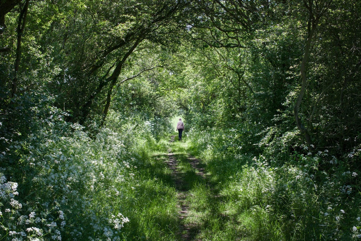 Een door heggen geflankeerd boerenpad is aan de natuur overgelaten en zo een toevluchtsoord geworden voor vogels bijen en andere insecten en wilde dieren Heggen en houtkanten worden tezamen beschouwd als de belangrijkste wilde habitat van GrootBrittanni
