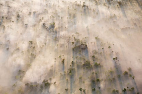 https://www.nationalgeographic.com/content/dam/science/2020/04/21/human-journey-steinmetz/01-human-journey-steinmetz.jpg De ochtendzon valt door de rook van brandende bomen in de Mato Grosso in het hart van Brazili Vele duizenden vierkante kilometers bos zijn hier afgebrand en gerooid om het land beschikbaar te maken voor veeboeren en sojaplantages Dankzij overheidsmaatregelen kon de ontbossing in de jaren 2000 aanzienlijk worden teruggedrongen maar sinds 2013 nemen de illegale houtkap en landbouw weer sterk toe