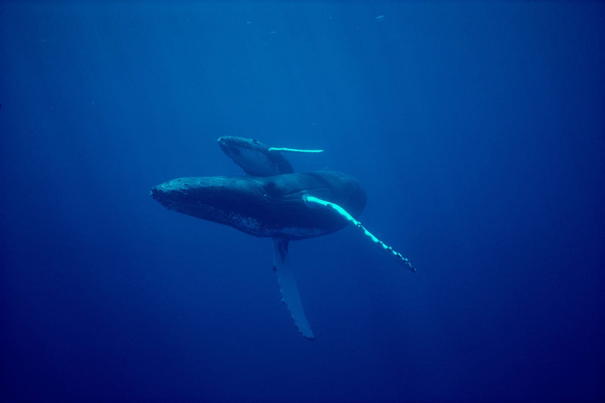 Een bultrugvrouwtje en haar kalf zwemmen in wateren voor de kust van Hawa Elk jaar baren de zoogdieren hun kalven in dit gebied en brengen ze daar ook groot