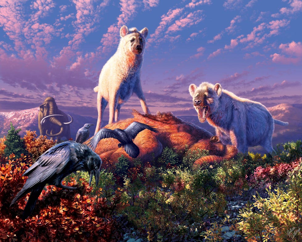 Fossielen van hyenas die tot het uitgestorven geslacht Chasmaporthetes behoorden te zien in deze illustratie zijn voor het eerst in het Noordpoolgebied ontdekt De vondst is een eerste duidelijke aanwijzing dat deze dieren die zich in Eurazi ontwikkelden gedurende het Pleistoceen naar NoordAmerika trokken