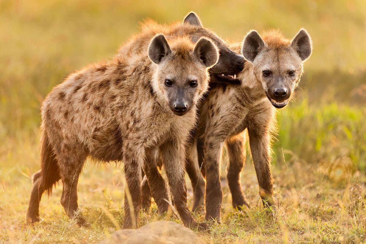 Gevlekte hyenas stoeien met elkaar bij hun hol in het Masai Mara National Reserve in Kenia Ouderdieren spelen vaker en langer met hun welpen dan andere carnivoren
