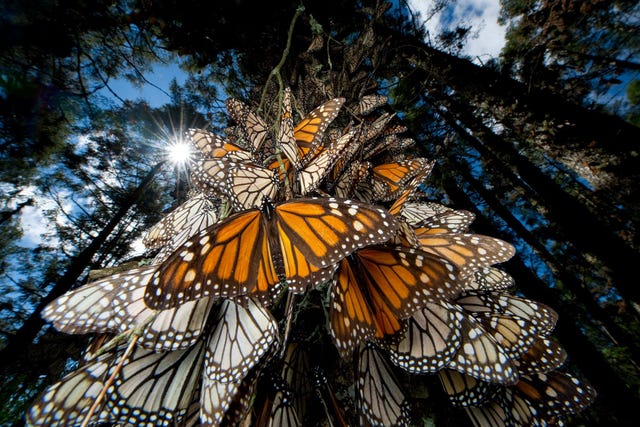 Monarchvlinders overwinteren in het Mexicaanse Chincuagebergte Ze zijn evenals veel andere insecten in aantal teruggelopen als gevolg van veranderingen in het landgebruik