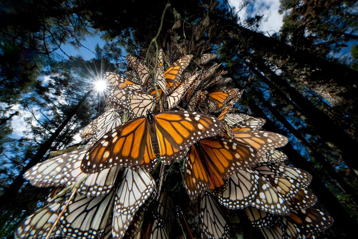 Monarchvlinders overwinteren in het Mexicaanse Chincuagebergte Ze zijn evenals veel andere insecten in aantal teruggelopen als gevolg van veranderingen in het landgebruik