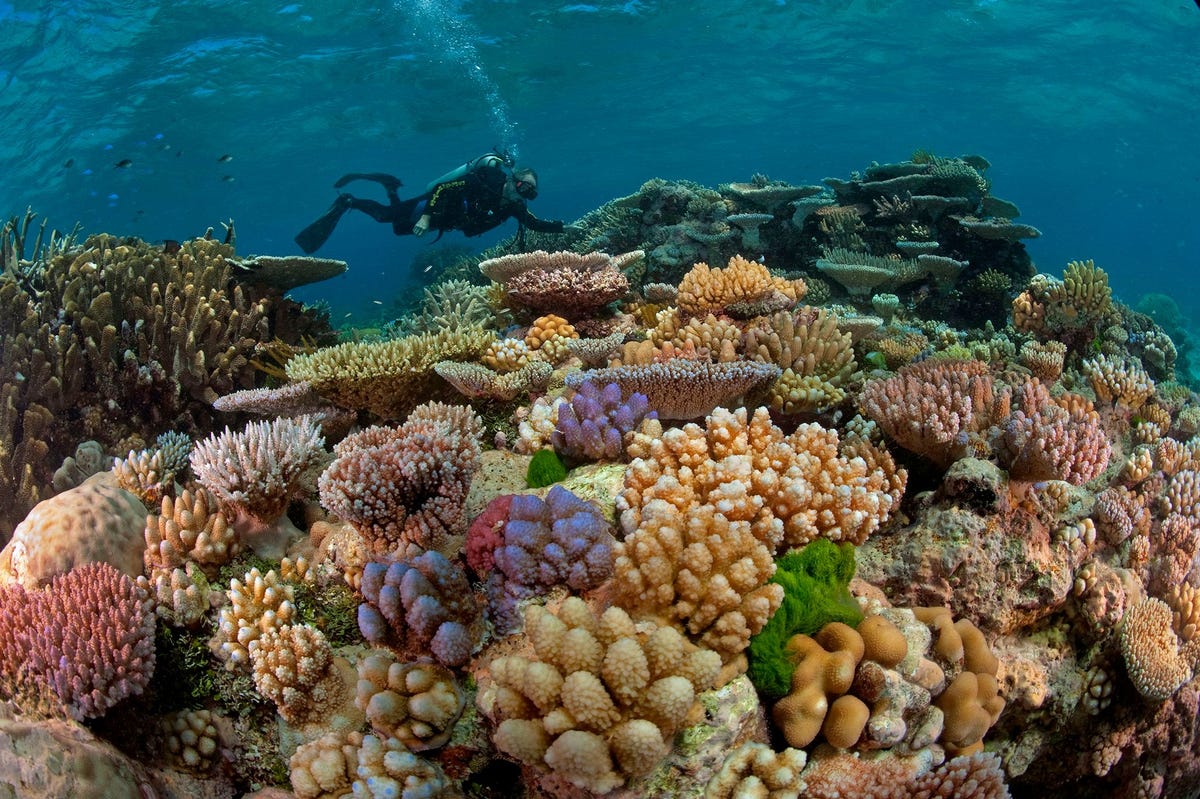 Het Great Barrier Reef