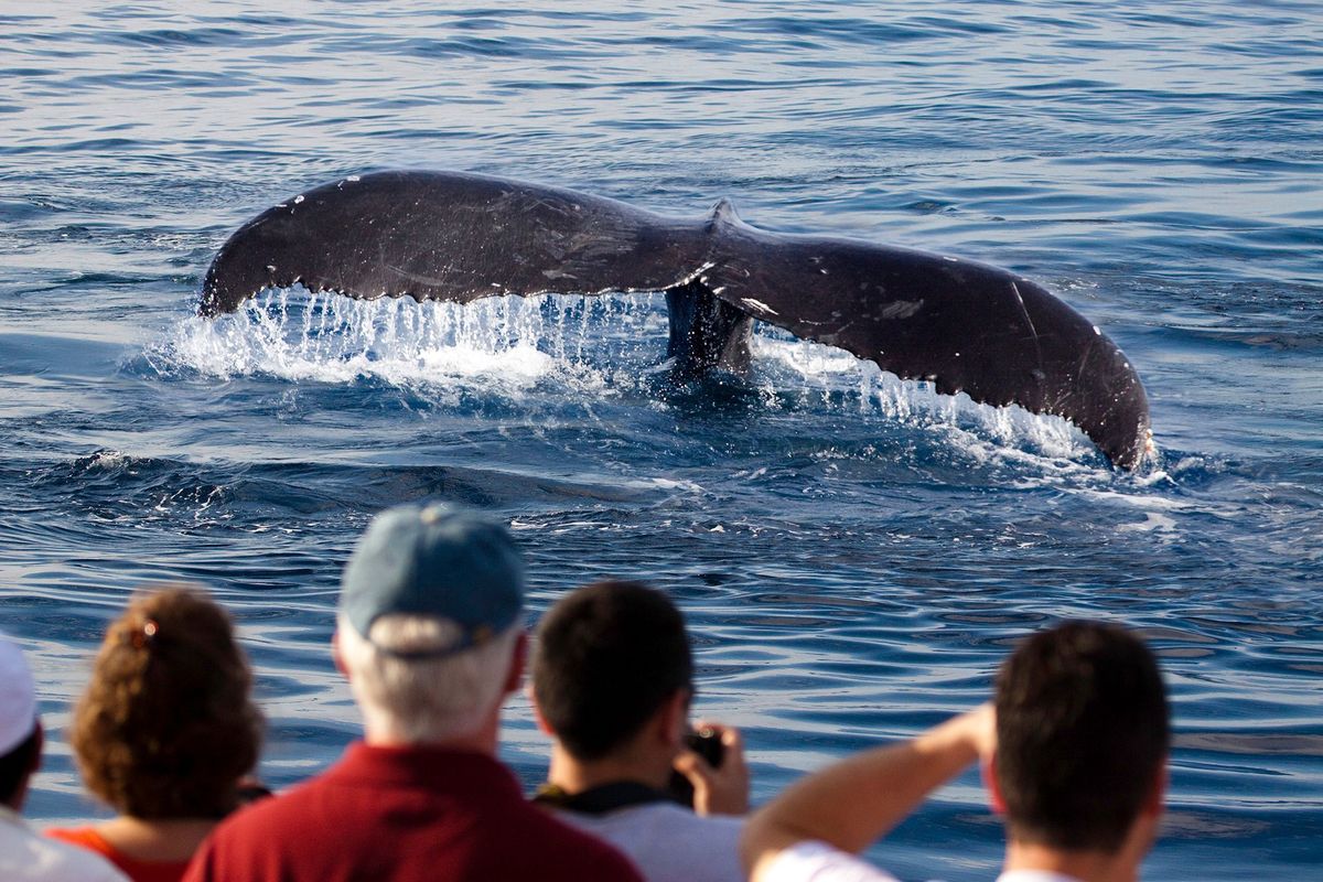 Hoewel de omvang van het Japanse walvistoerisme in het niet valt bij dat in de VS neemt de populariteit van het walvissen kijken in Japan gestaag toe