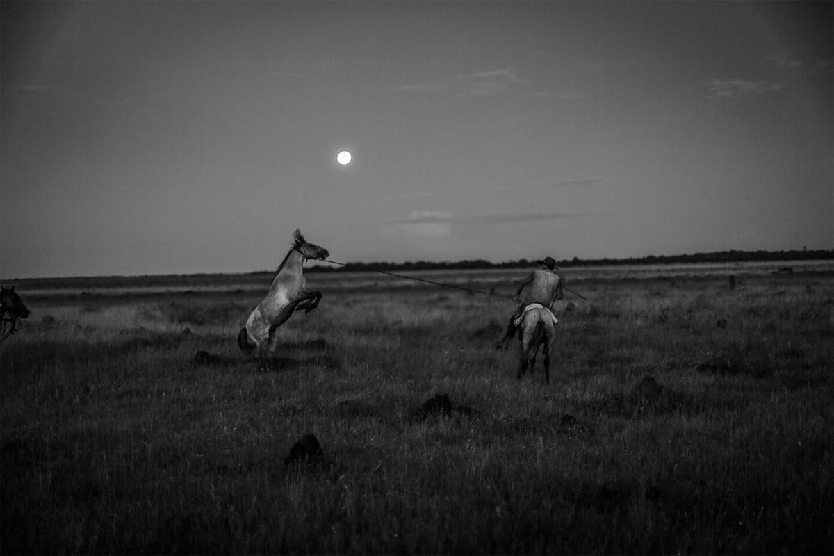 Een llanero temt een wilde pony in Casanare Colombia