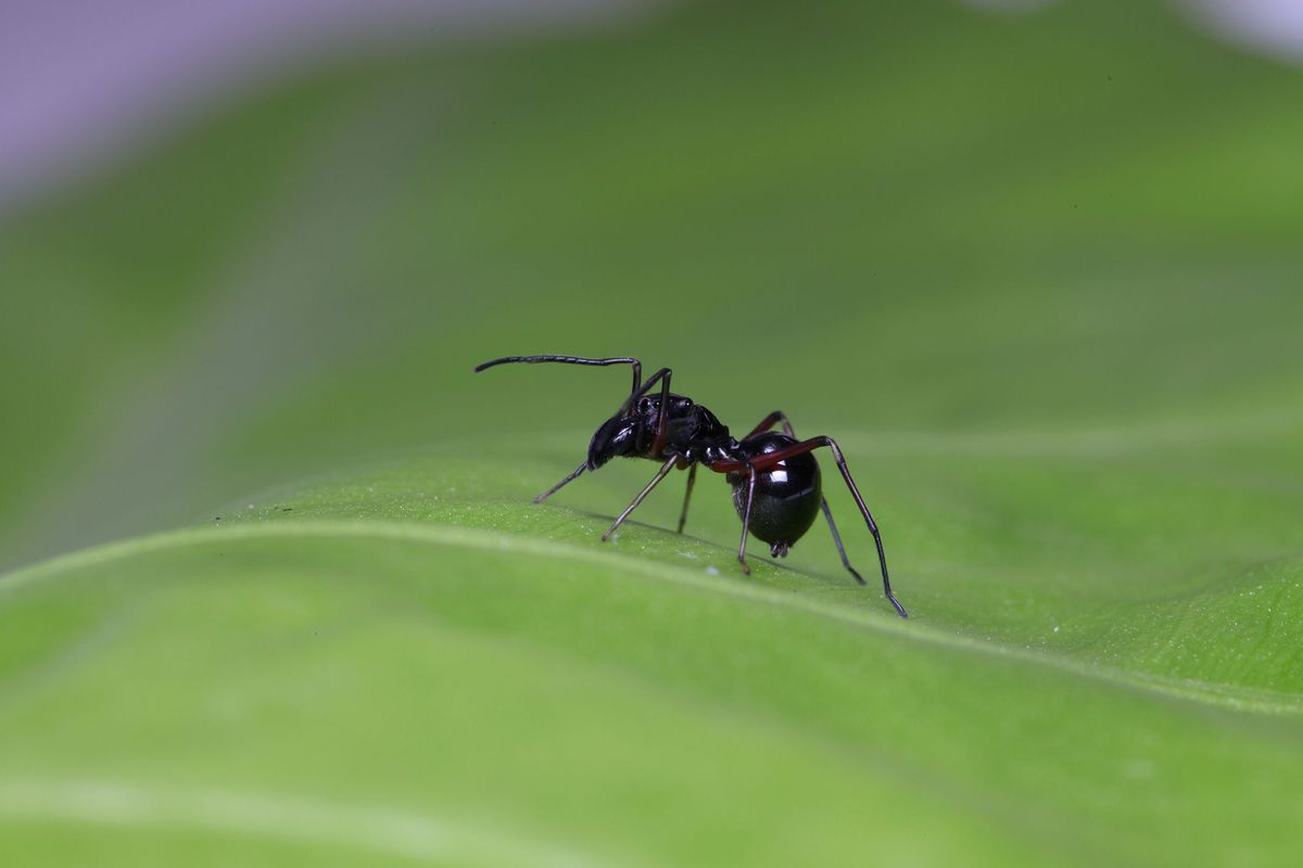 De nabootsing mimicry is zeer overtuigend maar dit is geen mier Het is het volwassen vrouwtje van de springspinnensoort Toxeus magnus