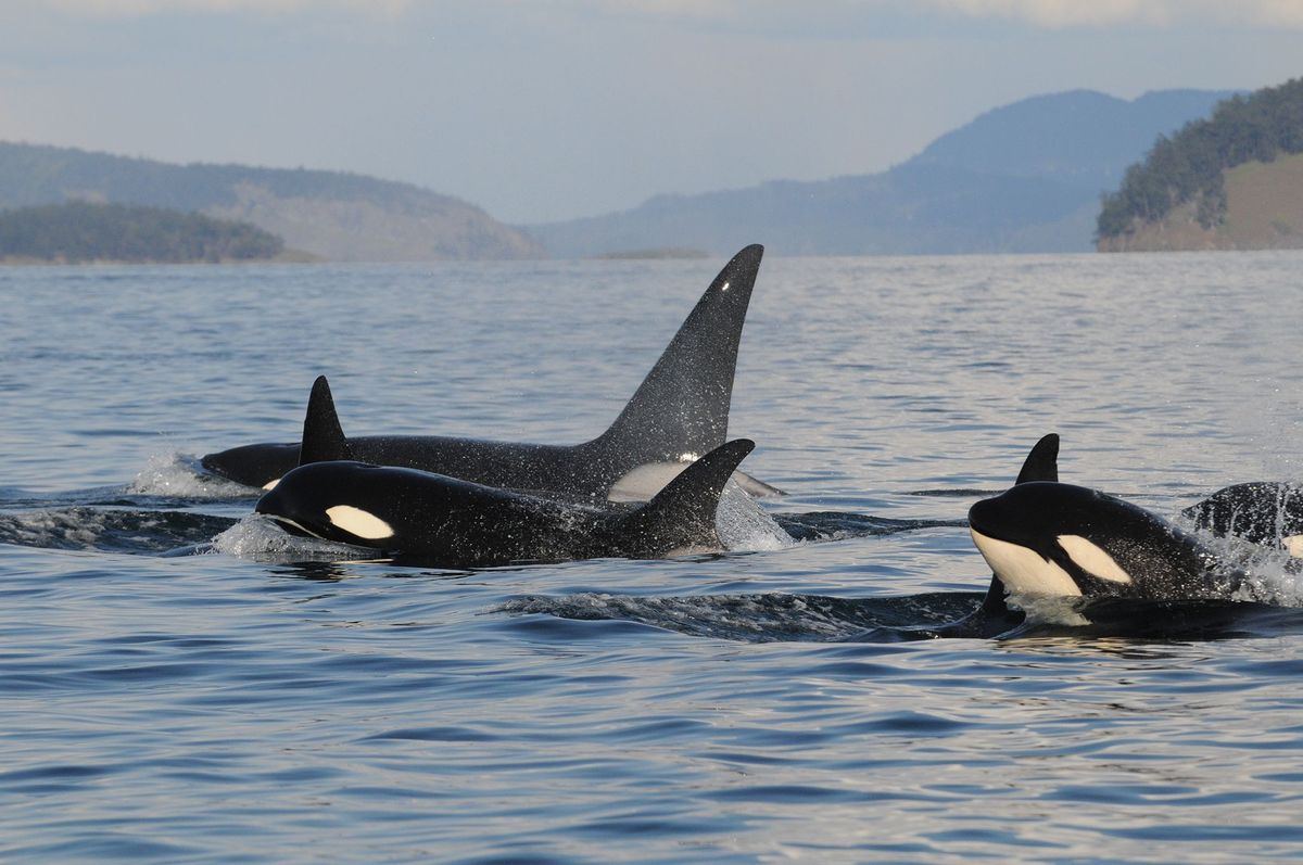 Een orkafamilie komt aan de oppervlakte in de Pacific Northwest De grote dolfijnen werken samen tijdens de jacht