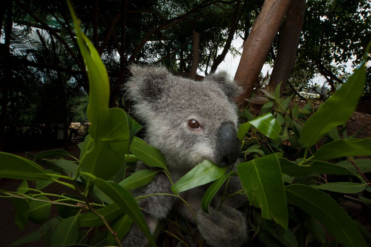In een opvangcentrum voor koalas in Beerwah Queensland eet een koala  die in heel Australi wordt bedreigd  eucalyptusbladeren