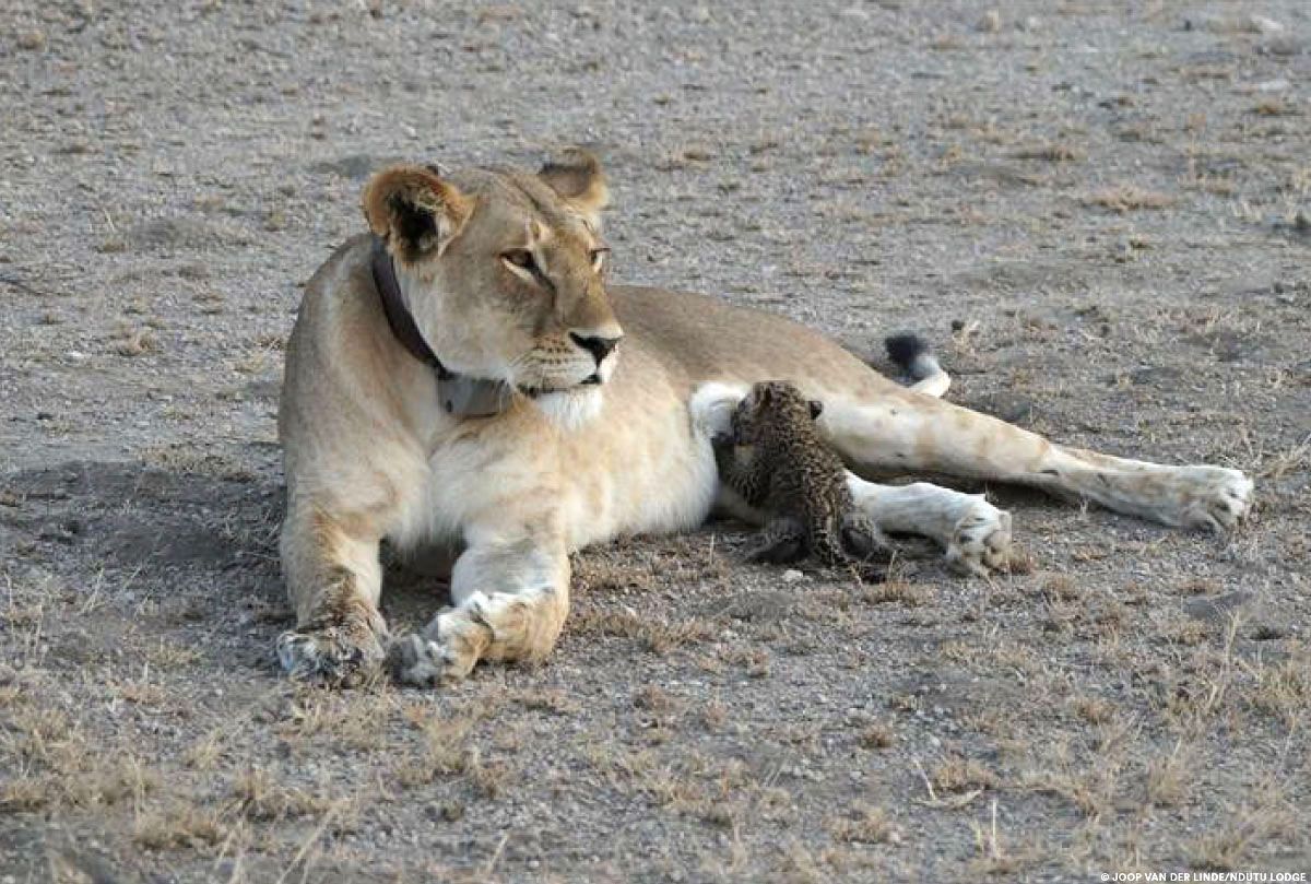 Een luipaardwelpje van enkele weken oud drinkt bij een leeuwin in Tanzania