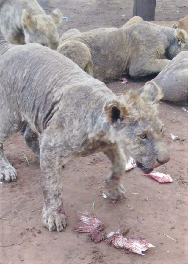 Van de 108 leeuwen die werden gehouden op Pienika Farm een fokcentrum in ZuidAfrika hadden er 27 schurft Dit is een huidziekte die wordt veroorzaakt door parasitaire mijten De dieren waren er zo slecht aan toe dat ze bijna geen vacht meer hadden