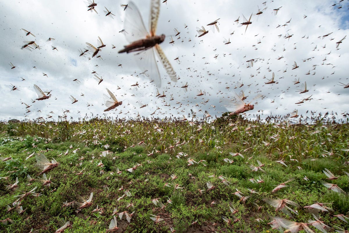 Woestijnsprinkhanen zijn met honderden miljoenen tegelijk Kenia binnengetrokken De zwermen zijn afkomstig uit Somali en Ethiopi waar dit soort aantallen sprinkhanen in een kwart eeuw niet zijn waargenomen De insecten vreten gewassen kaal en vormen een grote bedreiging voor een toch al kwetsbare regio