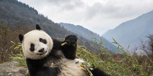 In het Chengdu Research Base of Giant Panda Breeding Center in China eet een reuzenpanda een stuk bamboe