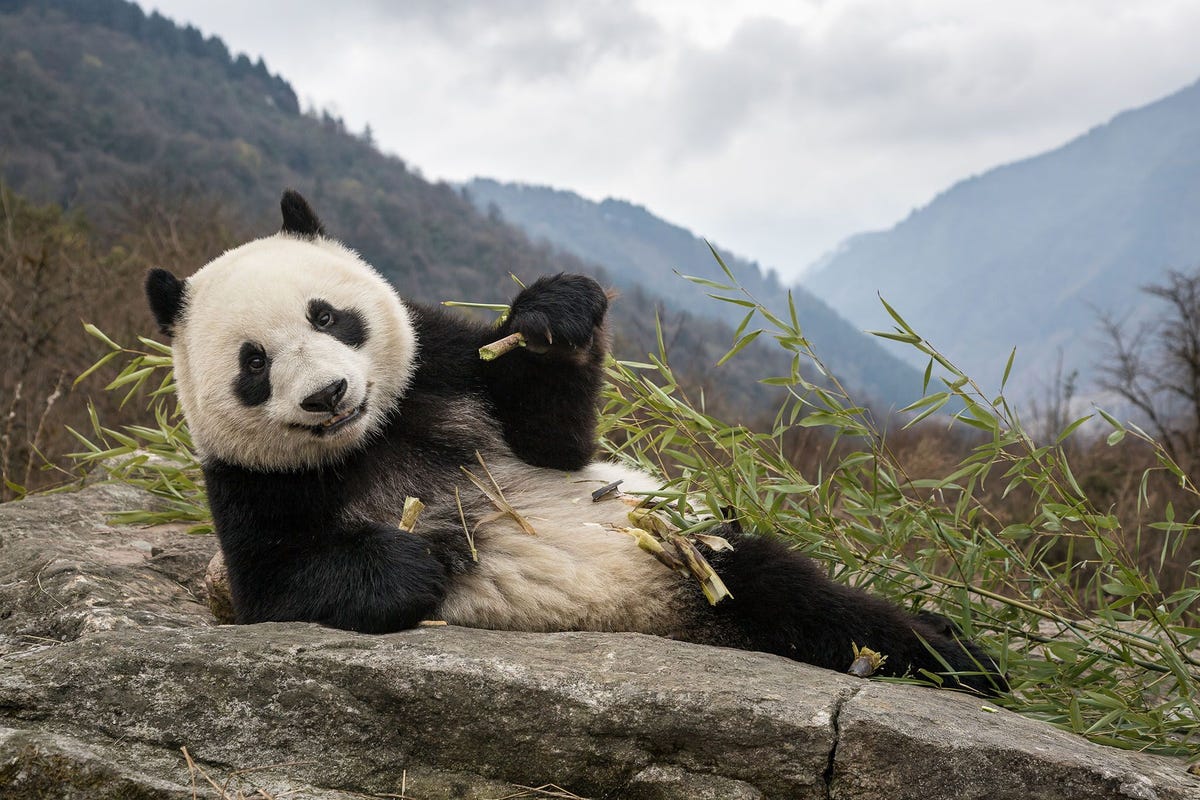 In het Chengdu Research Base of Giant Panda Breeding Center in China eet een reuzenpanda een stuk bamboe