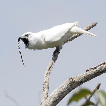een witteklokvogelmannetje maakt een baltsgeluid een ander onderdeel van het baltsgedrag van de vogel is dat een zwarte lel die uit zijn kaken groeit langer wordt