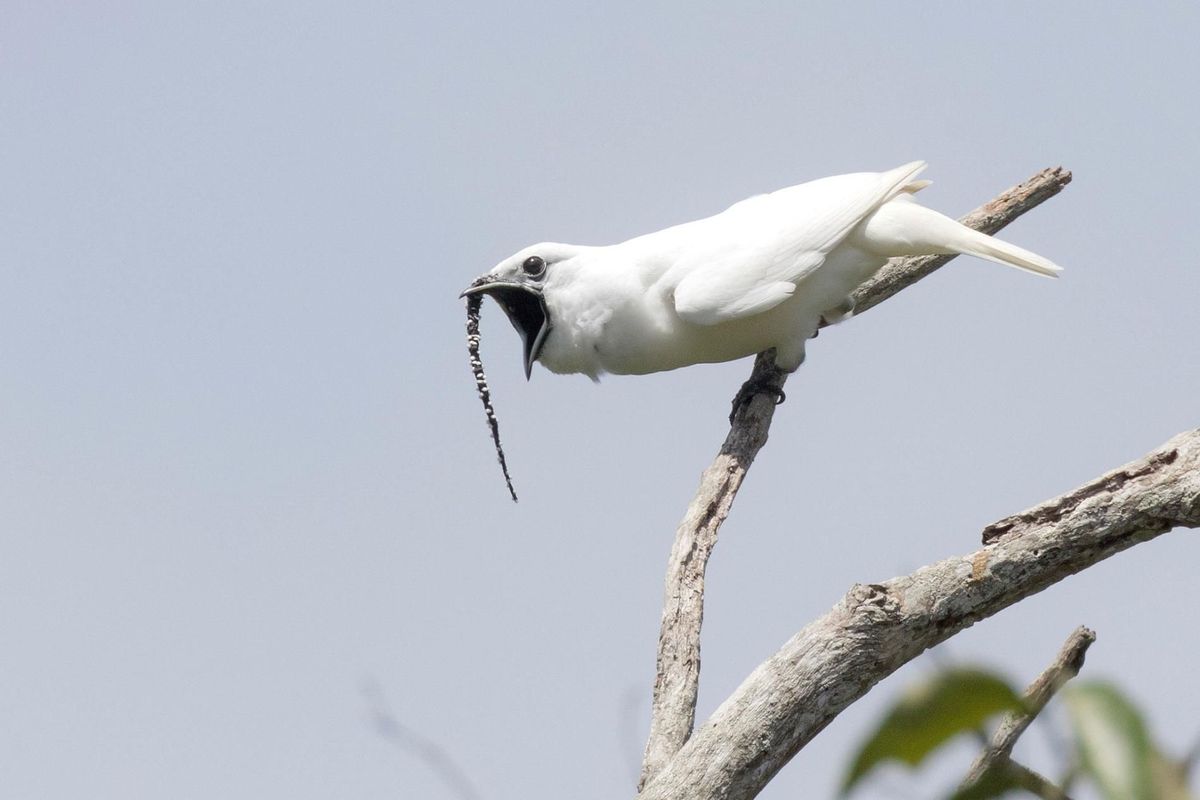 Een witteklokvogelmannetje maakt een baltsgeluid Een ander onderdeel van het baltsgedrag van de vogel is dat een zwarte lel die uit zijn kaken groeit langer wordt