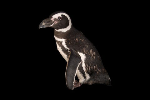 Magelhaenpingun Magelhaenpinguns behoren tot de vele pingunsoorten die ernstig in hun voortbestaan worden bedreigd onder andere door chronische olievervuiling en de klimaatverandering