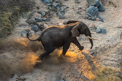 Een olifantenstier sjokt langs de oever van de rivier de Shire in het Majete Wildlife Reserve in Malawi waar de historische 500 olifantenverplaatsing door African Parks werd uitgevoerd
