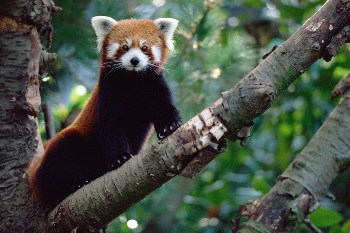 Rode pandas vertegenwoordigen unieke evolutionaire geschiedenis van 31 miljoen jaar  een erfgoed dat nu wordt bedreigd