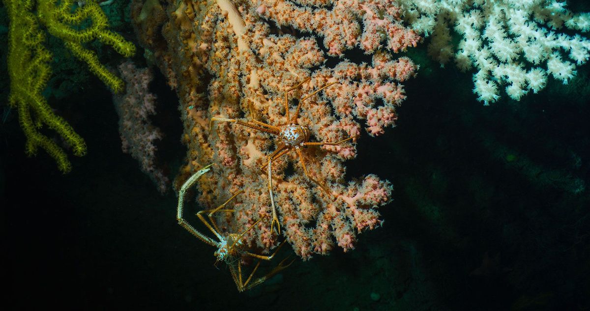 Roze Paragorgiakoralen vormen een geschikte habitat voor twee Gastroptychuskreeften die mogelijk om een territorium vechten