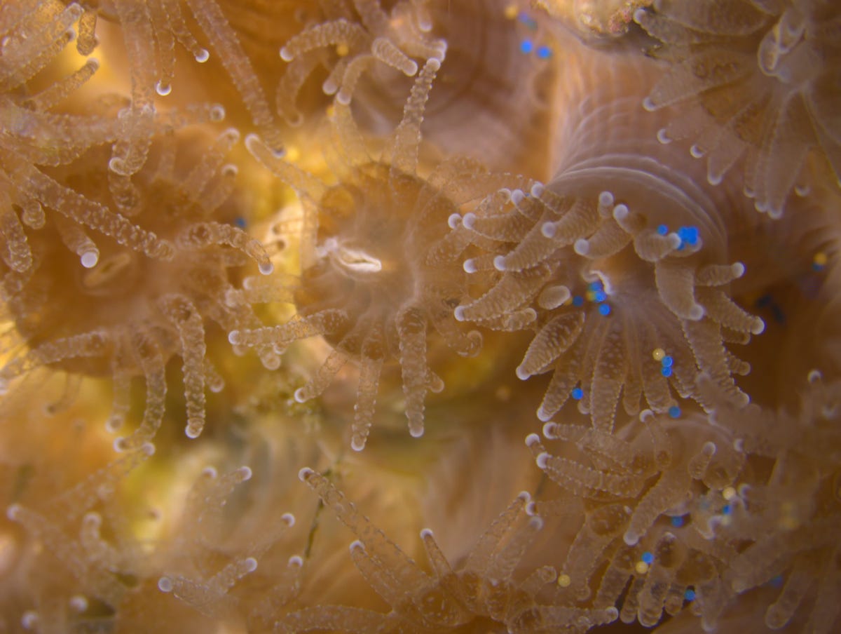 Poliepen van de koraalsoort Astrangia poculata eten liever minuscule plastic kraaltjes microbeads in het blauw dan de eitjes van pekelkreeftjes geel de minuscule plasticdeeltjes zijn mogelijk overbrengers van nieuwe bacterin