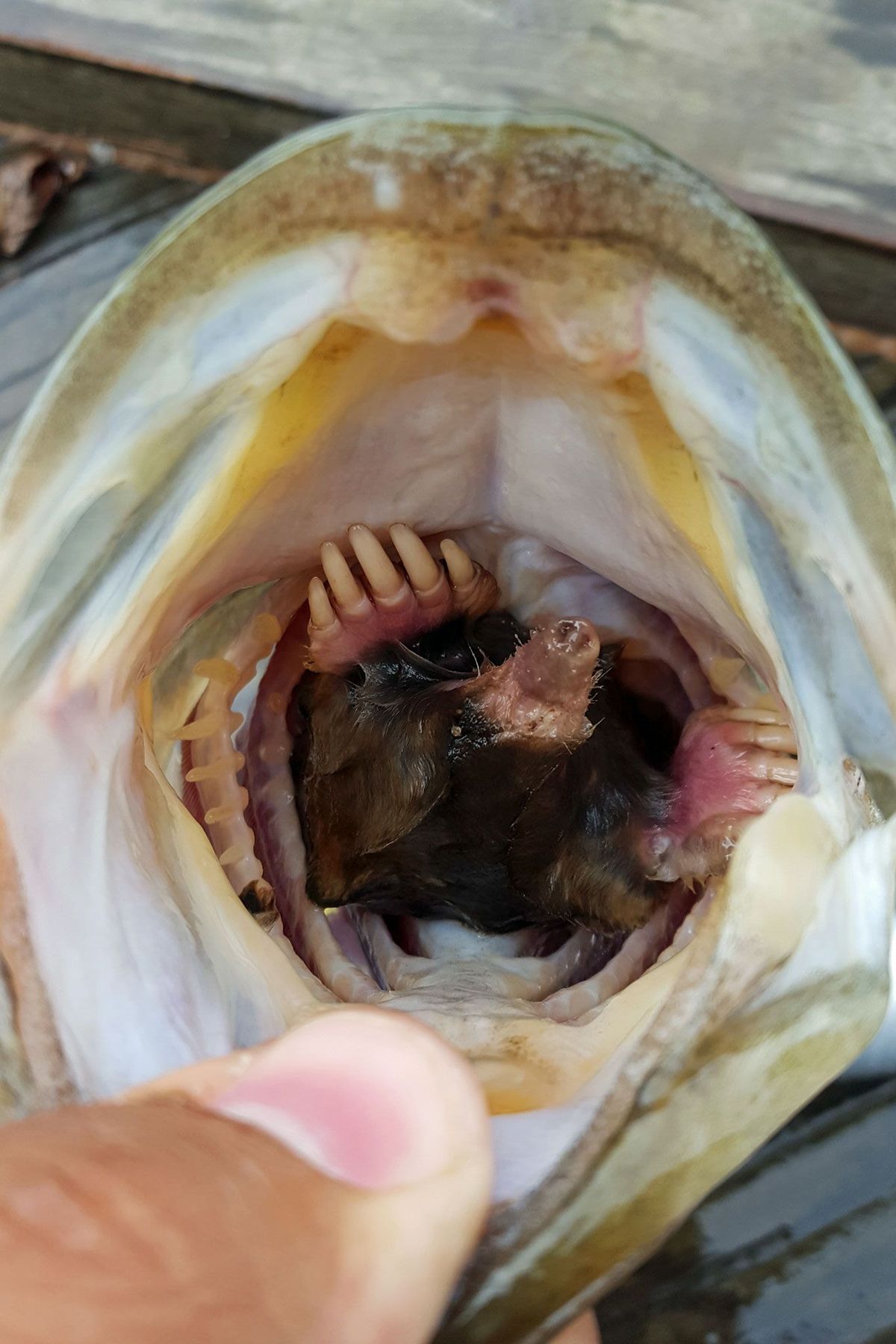 Nadat een sportvisser in Missouri met zijn werphengel een forelbaars had binnengehaald zag hij tot zijn verbazing een mol in de bek van de vis van schrik liet hij zijn vangst bijna weer in het water vallen