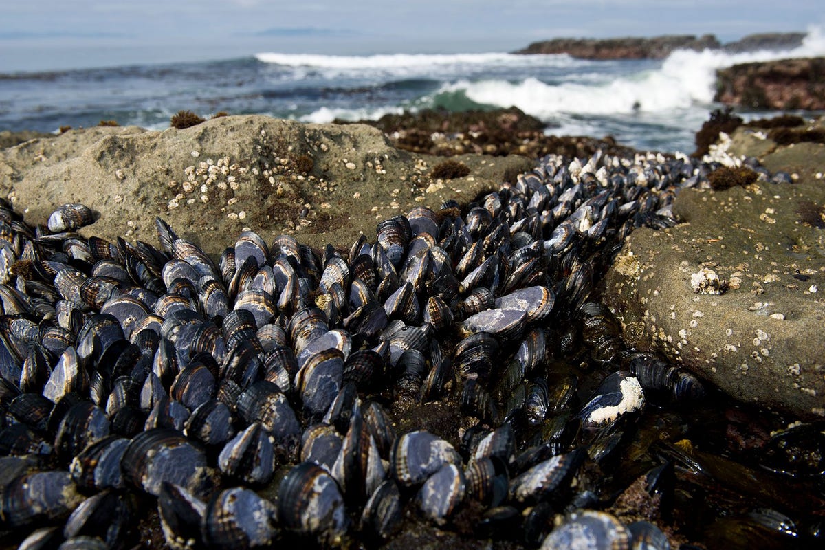 Pacifische mosselen Mytilus trossulus hier op een strand op Vancouver Island in het Canadese British Columbia kunnen besmet raken met twee overdraagbare kankersoorten