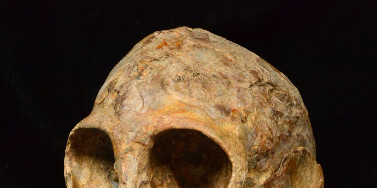 De schedel van de pas ontdekte soort van uitgestorven mensapen genaamd Nyanzapithecus alesi