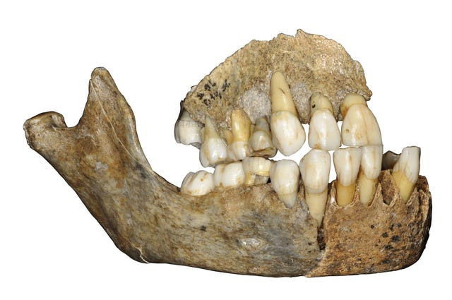 Uit het DNA vaneen in Belgi gevonden kaak van een neanderthaler bleek nieuwe informatie over het moment waarop deze voorouders zich over Europa begonnen te verspreiden richting Azi