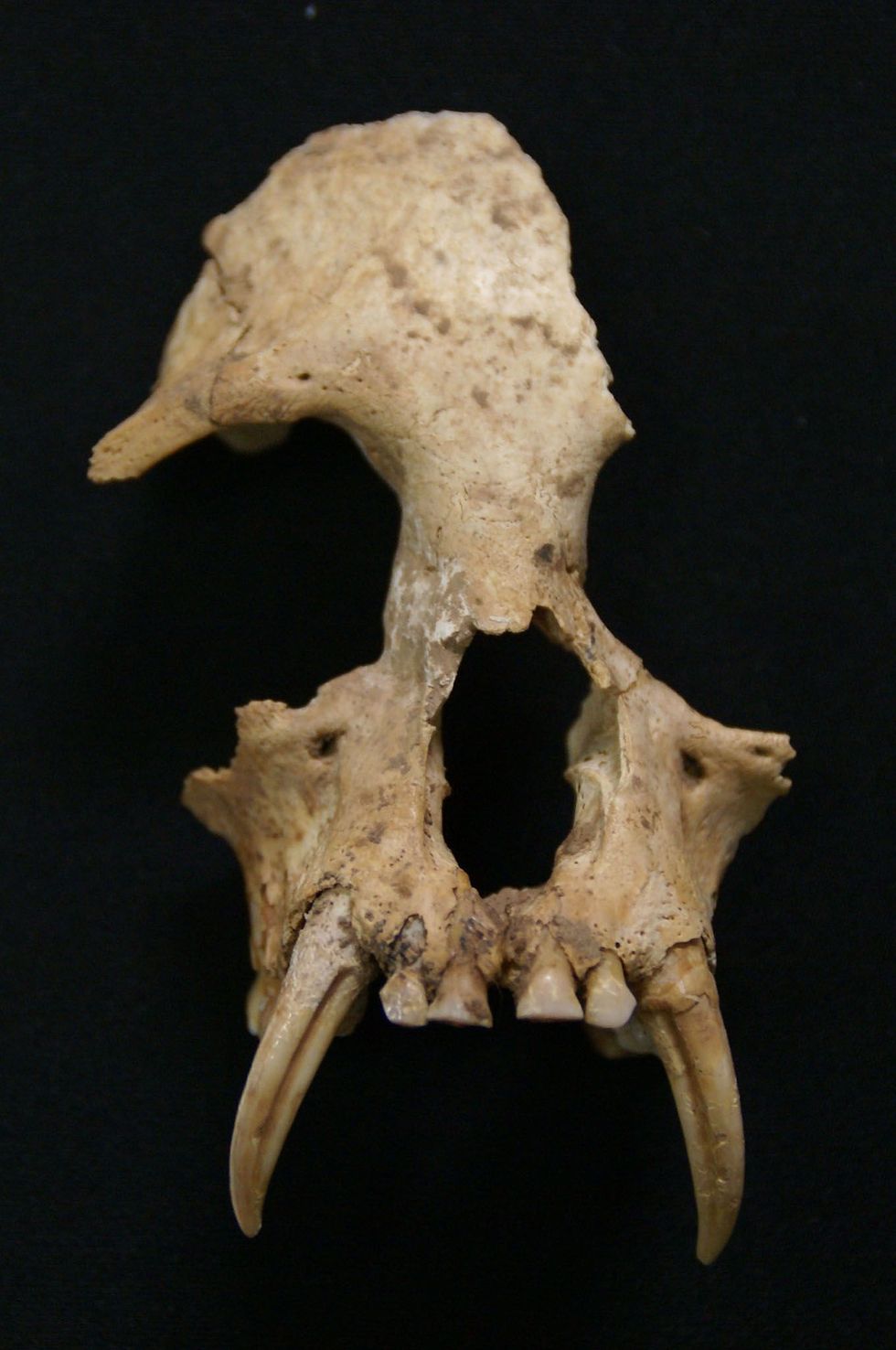 Dit schedelfragment is afkomstig van een uitgestorven maar nog niet eerder beschreven gibbonsoort uit China Junzi imperialis