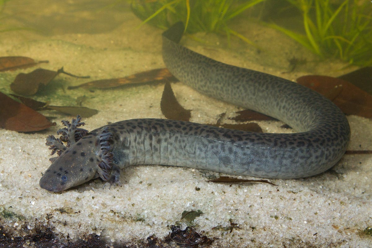 Deze onlangs beschreven salamandersoort die een sirene wordt genoemd heeft geen achterpoten en kan circa zestig centimeter lang worden