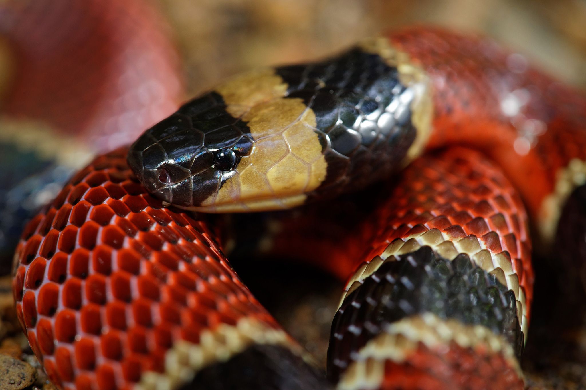 Nieuwe slangensoort ontdekt in maag andere slang
