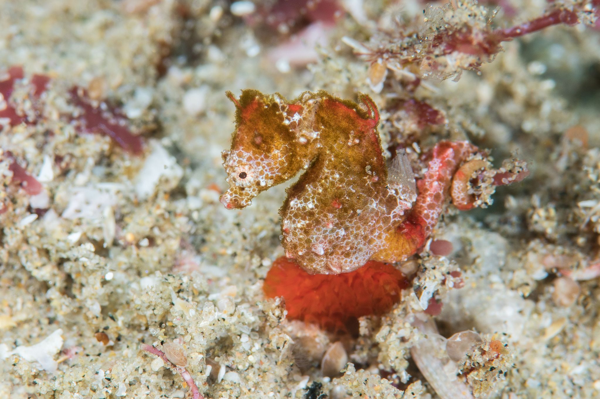 Nieuw pygmee-zeepaardje ontdekt, eerste in zijn soort in Afrika