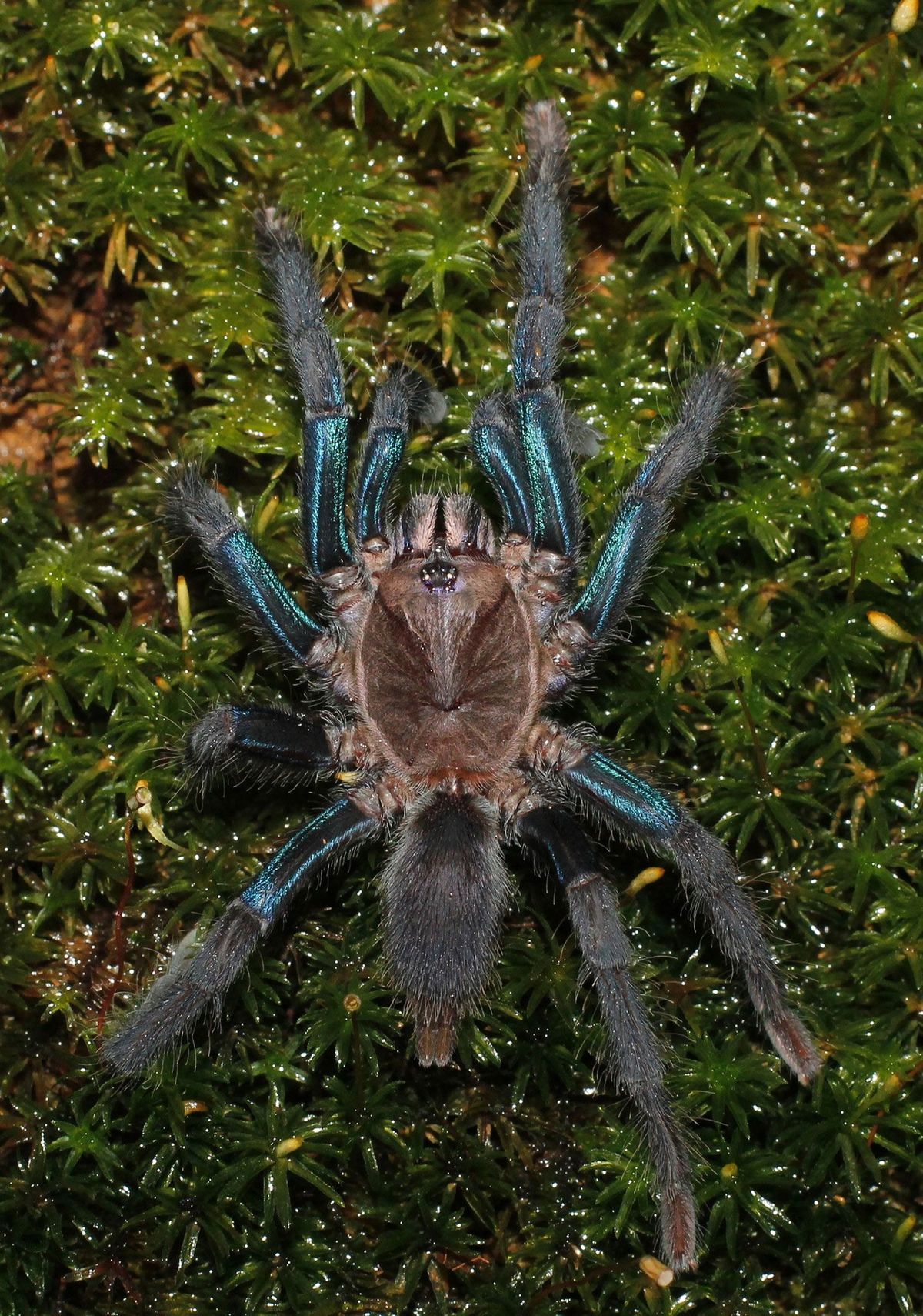 De vrouwtjes van de pas ontdekte vogelspinnensoort hebben glanzende blauwe vlekken op hun poten terwijl de mannetjes mosbruin zijn