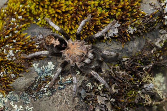 Er zijn zeven nieuwe vogelspinsoorten van het geslacht Hapalotremus ontdekt Op de foto is de eerder beschreven Hapalotremus albipes te zien die er vervaarlijk uitziet maar in werkelijkheid minder dan vijf centimeter lang is