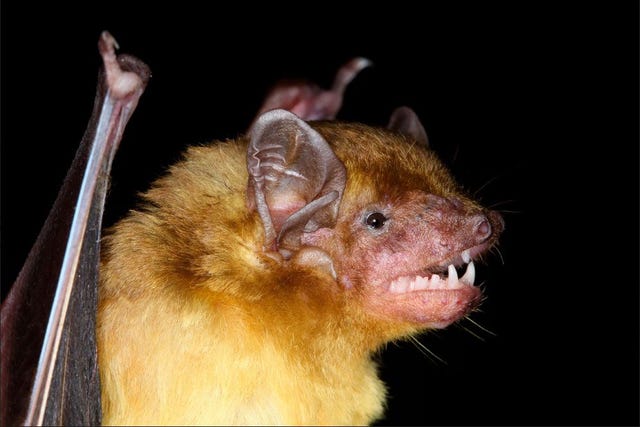 De Scotophilus andrewreborii hier afgebeeld is een van de 110 vleermuissoorten die van oorsprong in Kenia voorkomen