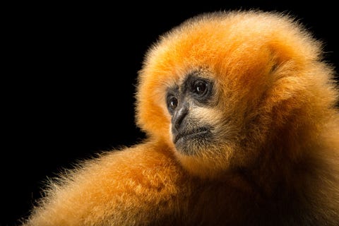 Witwanggibbon Tot voor kort kwam de witwanggibbon voor in de groenblijvende en semigroenblijvende wouden van Vietnam Laos en China maar de soort is nu in het wild bijna uitgestorven