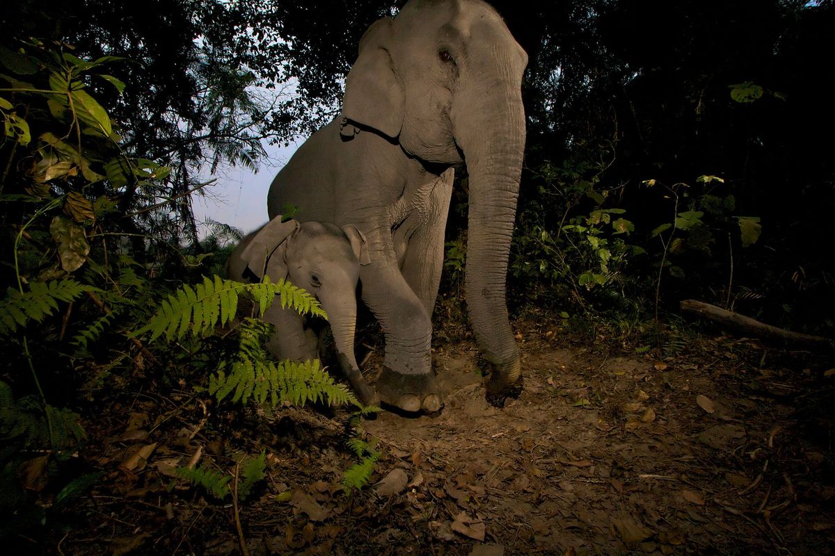 Jonge Aziatische olifantjes lopen door hun dunnere poten meer risico op ernstig letsel dan volwassen dieren als zij in een strik lopen die stropers hebben uitgezet voor andere dieren