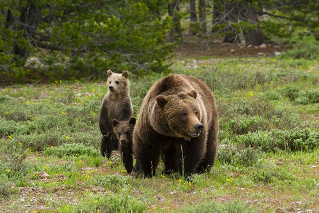In het Grand Teton National Park in Wyoming speurt de zilverachtige Grizzly 399 een weide met grijze salie sagebrush af op potentile gevaren voor haar drie welpjes Van deze beren is bekend dat ze ook buiten het park rondzwerven waar ze door de nieuwe jachtvergunningen gevaar kunnen lopen