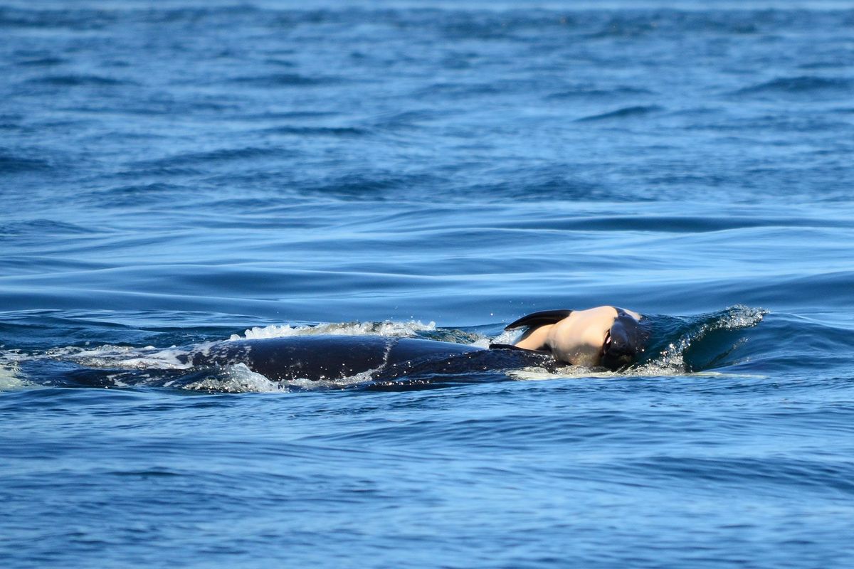 De orka in de Pacific Northwest die bekendstaat als J35 draagt haar dode kalfje Volgens deskundigen rouwde de zwaardwalvis om haar jong