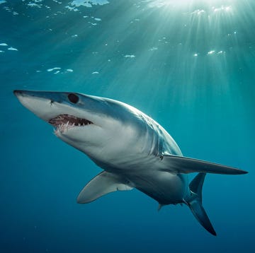 https://www.nationalgeographic.com/content/dam/animals/2018/07/sharks-you-never-heard-of/01-og-sharks-you-never-heard-of-nationalgeographic_2641251.jpg een kortvinmakreelhaai of mako isurus oxyrinchus zwemt voor de westkust van het nieuwzeelandse noordereiland